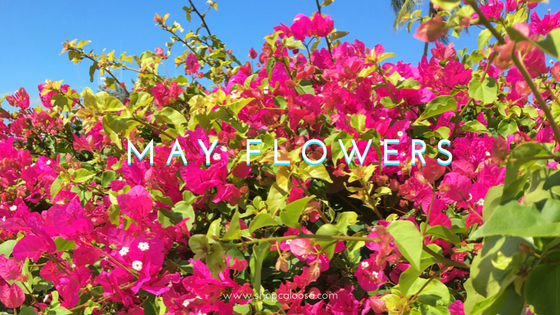 MAY FLOWERS