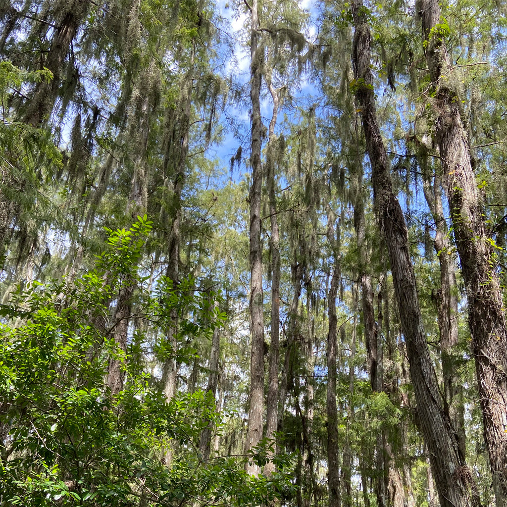 YOU’RE INVITED TO AN ENCHANTED KINGDOM...